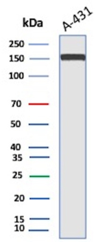 EGFR Antibody