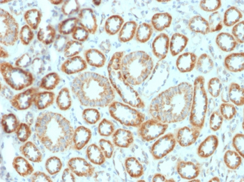 EPO Antibody