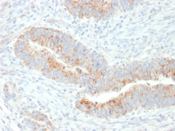 EPO Antibody