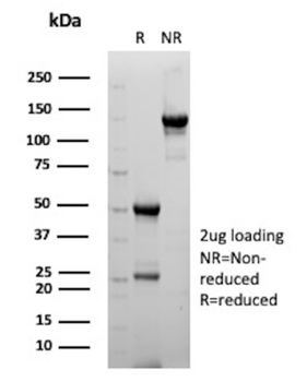 FUT3 Antibody