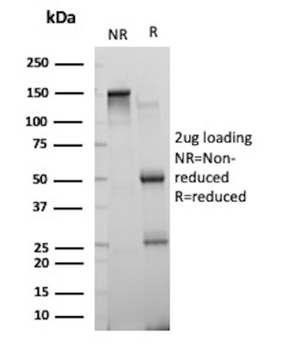 FUT3 Antibody