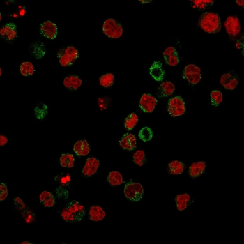 FUT4 Antibody