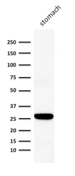 GJB1 Antibody