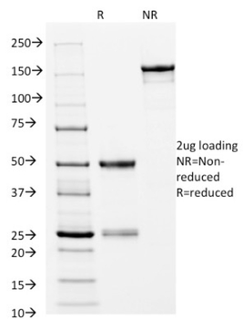 HLA-DRB1 Antibody