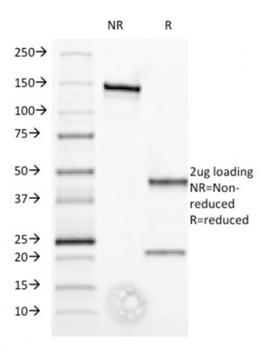 IFNA1, IFNA13 Antibody