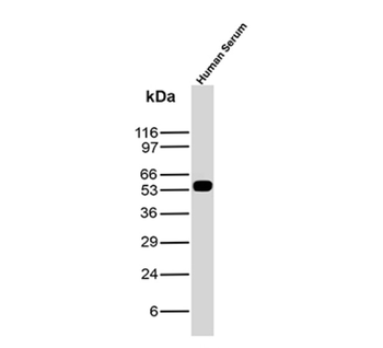 IGHG1 Antibody