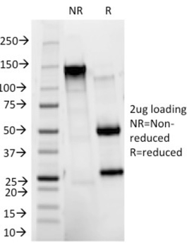ITGAM Antibody