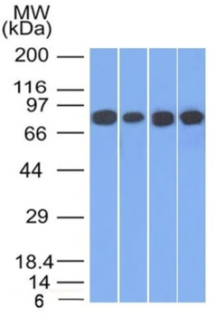 JUP Antibody