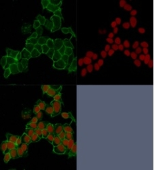 JUP Antibody