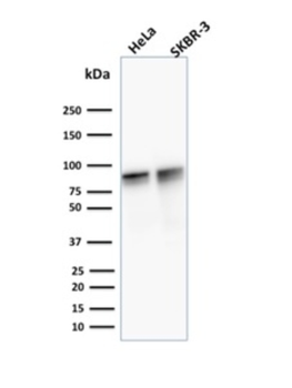 JUP Antibody