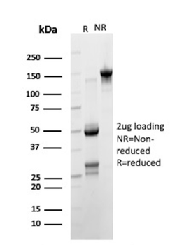 JUP Antibody