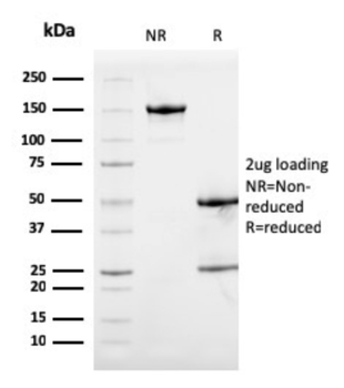 S100A9 Antibody