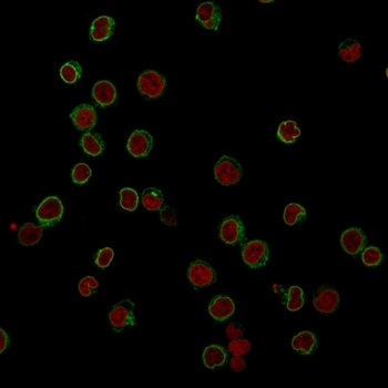 CD3E Antibody