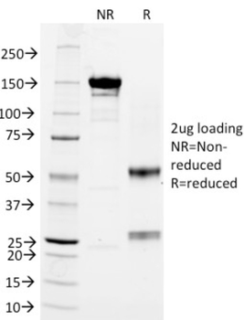 CD3E Antibody