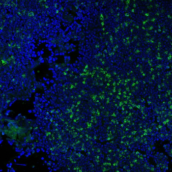 CD3E Antibody