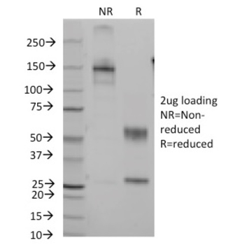 CD7 Antibody