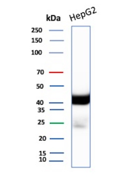 CD7 Antibody