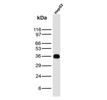 CD7 Antibody