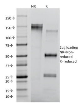 CD8A Antibody