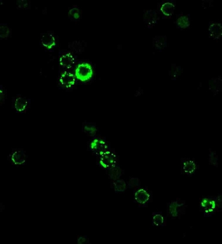 CD8A Antibody