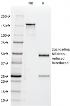 CD47 Antibody