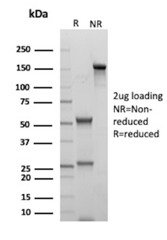 CD70 Antibody
