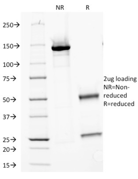 MVP Antibody