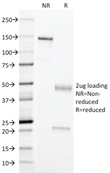 Erythrocyte Specific Antibody