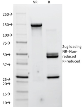 CDH3 Antibody