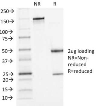 CDH3 Antibody