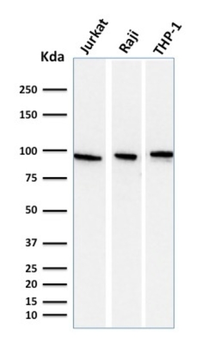 TFRC Antibody