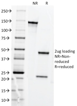 TFRC Antibody
