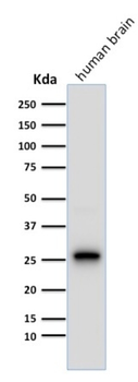 UCHL1 Antibody