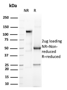 EPX Antibody