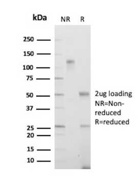 EPX Antibody
