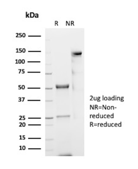 EPX Antibody