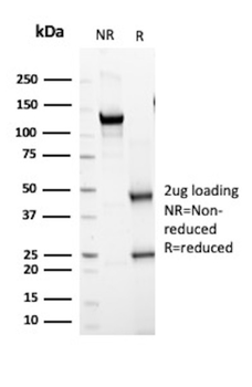 EPX Antibody