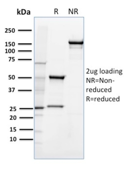 CD36 Antibody