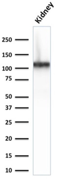 CDH16 Antibody