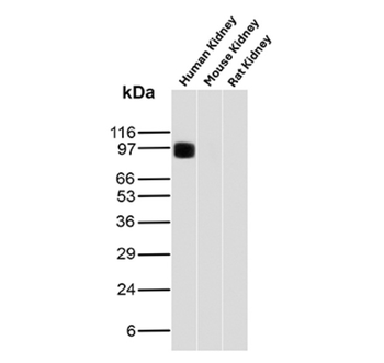 CDH16 Antibody