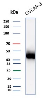 MSLN Antibody