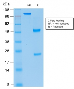 CDKN1A Antibody