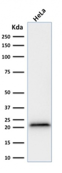 CDKN1A Antibody