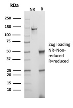 CDKN1A Antibody