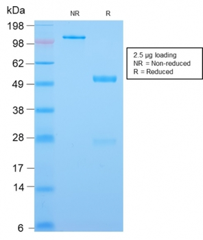CDX2 Antibody