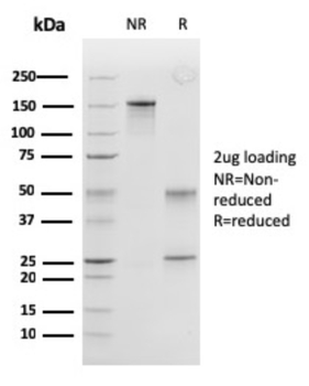 PRDX4 Antibody