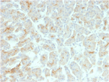 CFTR Antibody