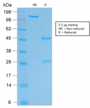 CGB3, CGB5, CGB8, NA Antibody