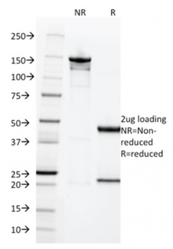 CGB3, CGB5, CGB8, NA Antibody