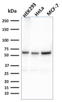 FAF1 Antibody